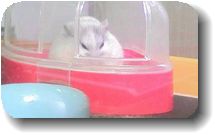 ネムネム