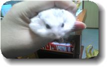 おまんじゅう